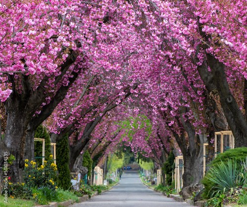 Fotografiet an alley among flowering Japanese cherry trees
