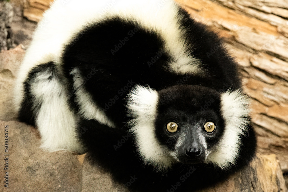 Fototapeta premium A wide awake lemur 