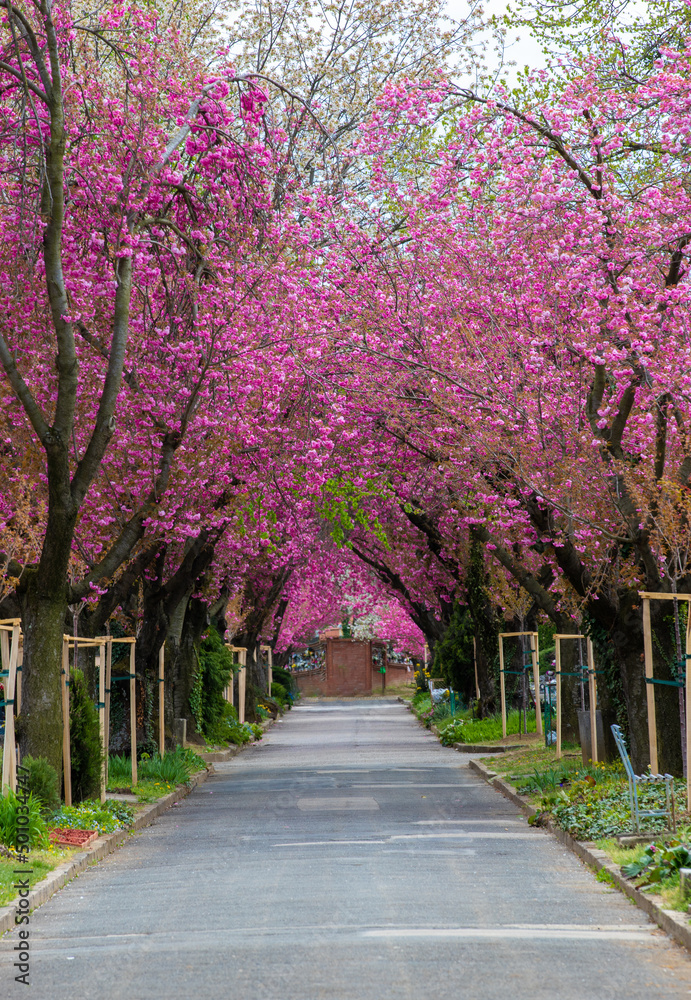 an alley among Japanese cherry blossom trees in a park