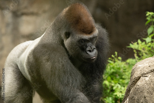 A gorilla meandering  © Bruce