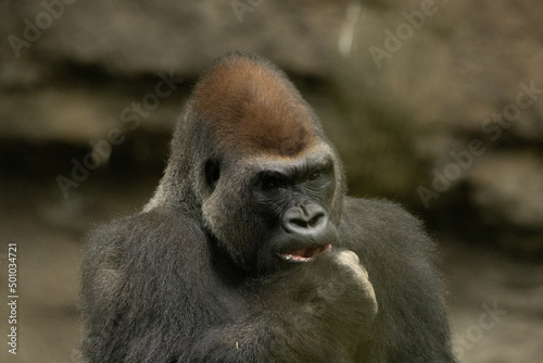 A gorilla feeding 