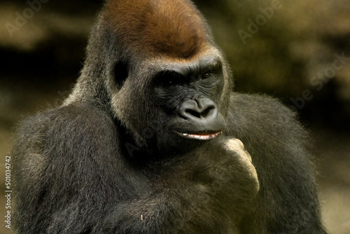 A gorilla thinking