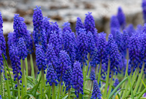 a close-up of Muscari neglectum flowers with selective focus