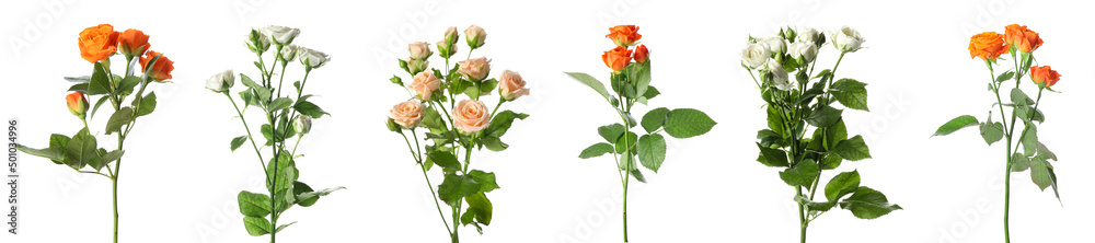 Obraz premium Set of different beautiful roses isolated on white