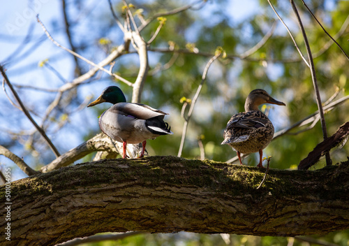 two wild ducks sitting on a tree branch