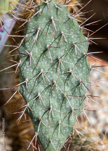A close-up with the spikes of a cactus