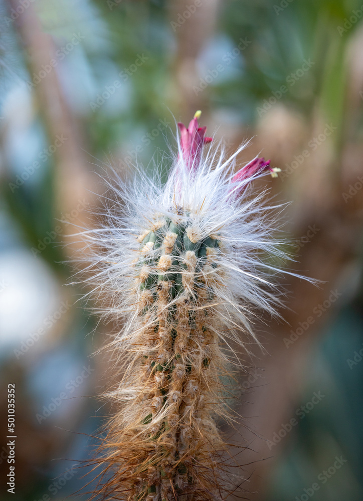 a close-up of a Pilosocereus leucocephalus cactus a close-up of a Pilosocereus leucocephalus cactus