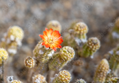 a close-up of cactus flowers