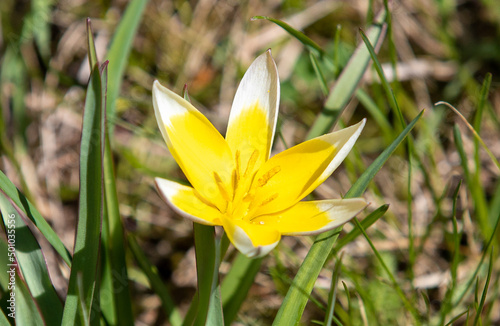 a close-up with a Tulipa tarda flower photo