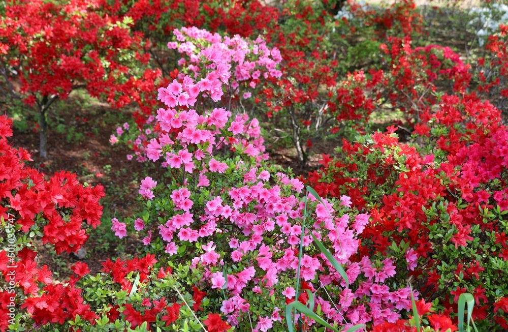 彩り良く咲いているつつじの花 春の日 風景 彩り良く咲いているつつじの花 春の日 風景
