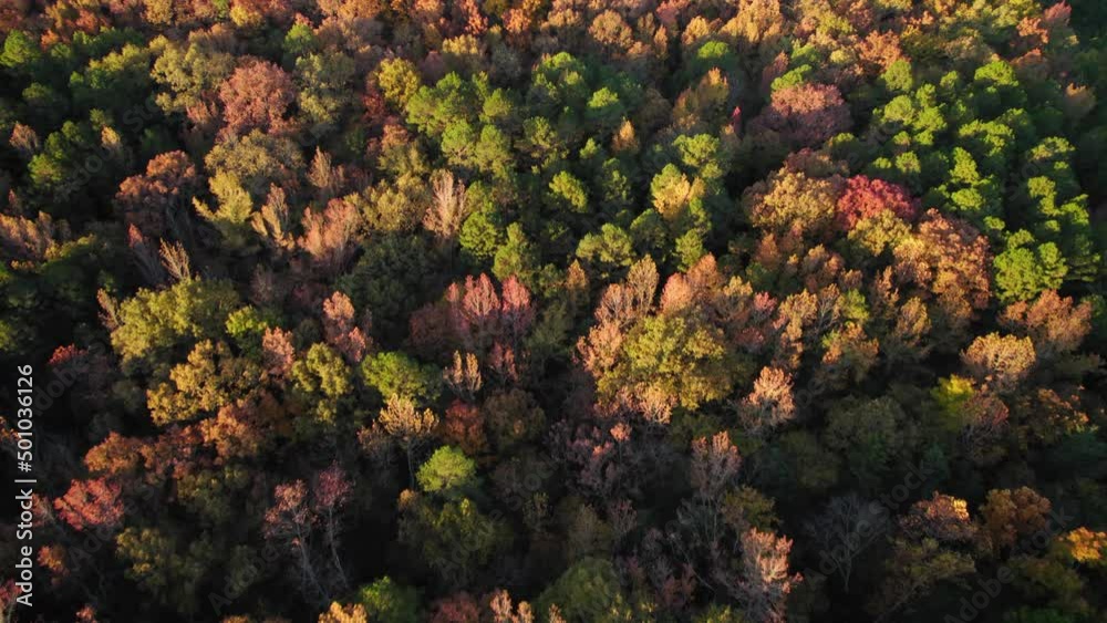 Aerial Forward Scenic Shot Of Autumn Trees In Forest - Ozark, Arkansas Aerial Forward Scenic Shot Of Autumn Trees In Forest - Ozark, Arkansas
