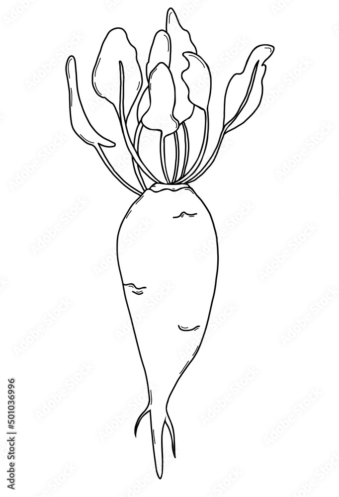 Vegetable root. Sugar beet Beetroot with leaves. Harvest. Vector illustration. Linear hand drawing, outline Vegetable root. Sugar beet Beetroot with leaves. Harvest. Vector illustration. Linear hand drawing, outline