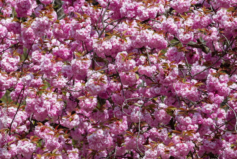 A close-up with many Prunus serrulata tree flowers