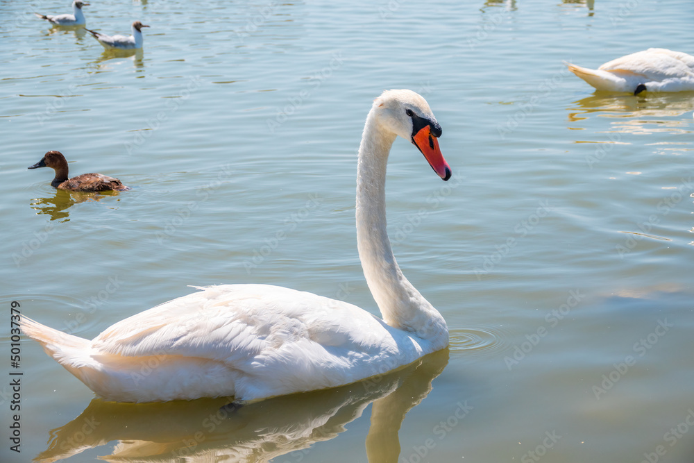 Obraz premium Graceful white Swan swimming in the lake, swans in the wild. Portrait of a white swan swimming on a lake.