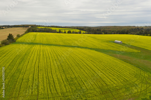 A field of mustard planted for the main purpose of controlling insects   Prince Edward Island  Canada