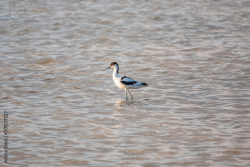 Water bird pied avocet, Recurvirostra avosetta, feeding in the lake. The pied avocet is a large black and white wader with long, upturned beak