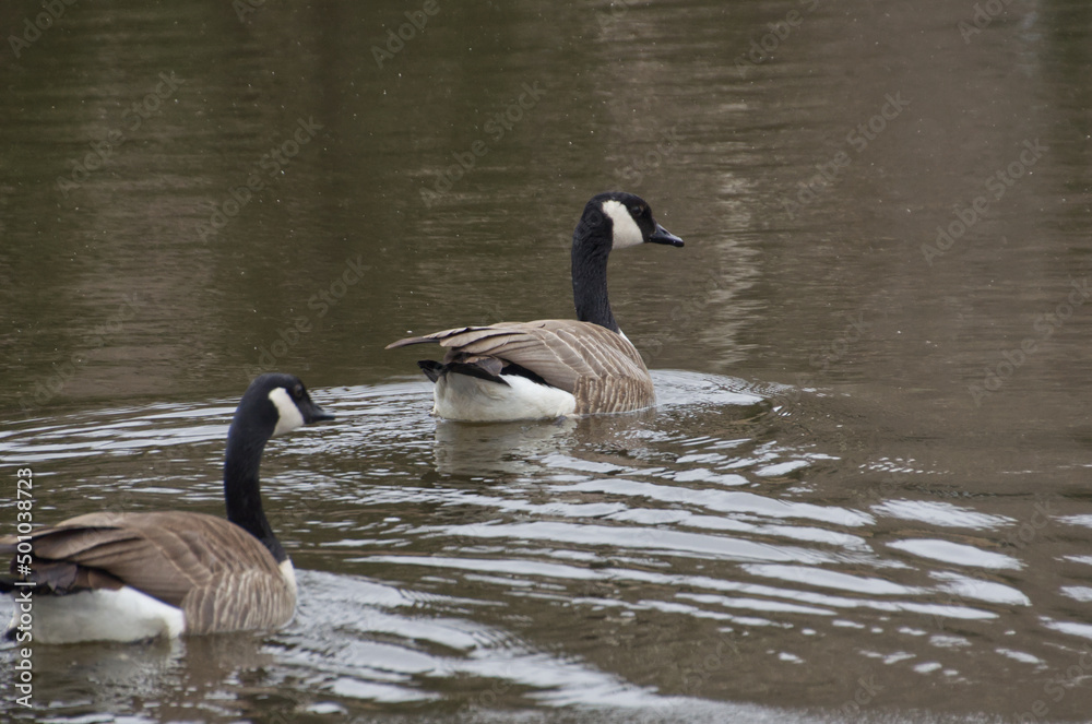 Canada Goose in the Water