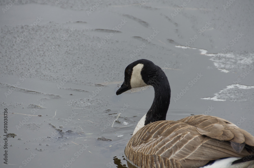 Fototapeta premium Canada Goose in the Water