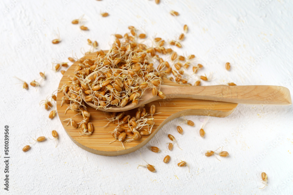Germinated grains and wheat sprouts, useful organic plants, healthy food concept Germinated grains and wheat sprouts, useful organic plants, healthy food concept