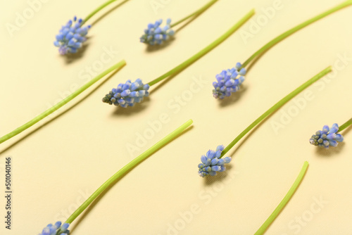 Many beautiful Muscari flow...