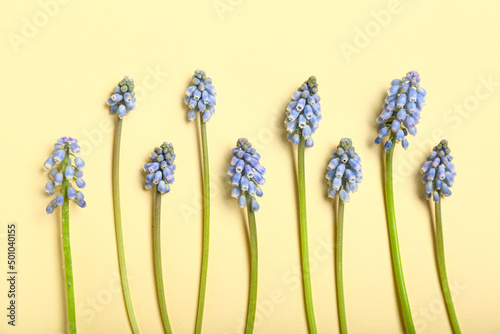 Many beautiful Muscari flow...