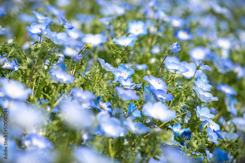 Nemophila