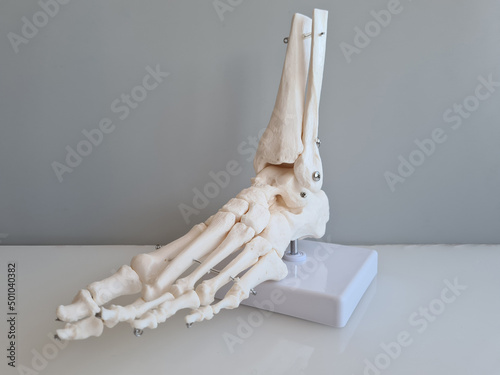 Medical anatomy of foot skeleton. Disease structures of foot and toes photo