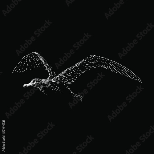 Wandering Albatross hand drawing vector illustration isolated on black background