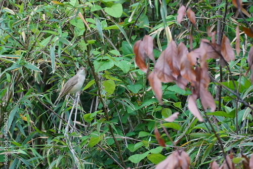 oriental reed warbler in the bush