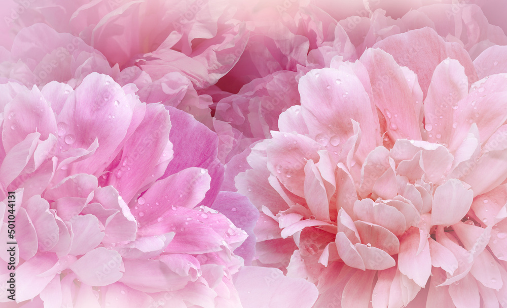 Flowers  pink  peonies.  Floral   spring  background.  Close-up. Nature.