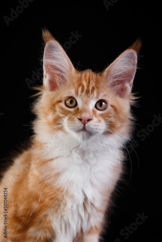red Maine Coon Kitten on a black background. striped cat yawns portrait in studio