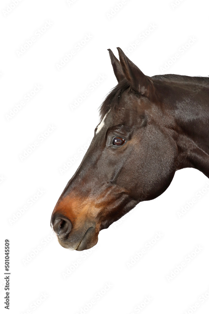 Fototapeta premium horse isolated on white