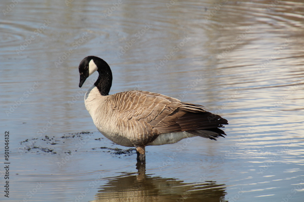 Side Of The Goose