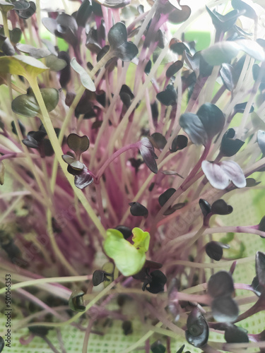 beautiful little sprouts of microgreens in a sprouter