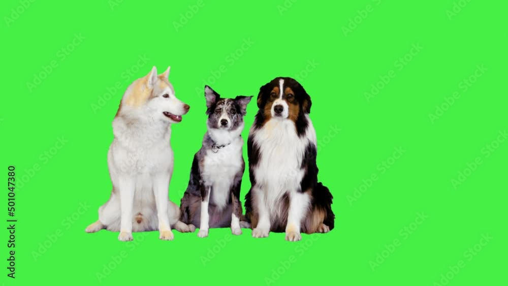 Australian Shepherd, Siberian Husky and Border Collie sitting together on a Green Screen, Chroma Key. Australian Shepherd, Siberian Husky and Border Collie sitting together on a Green Screen, Chroma Key.