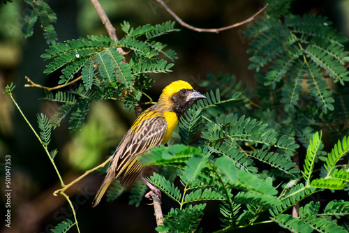 The Baya Weaver Birds in the branch photo