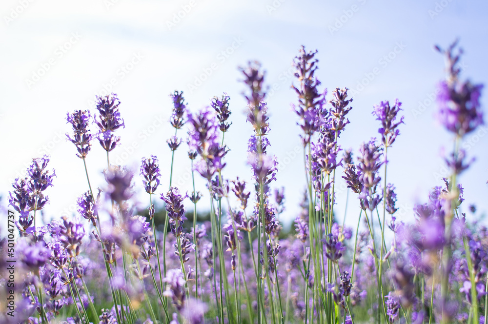 Blooming lavender in the field. Summer and sky. Bright sun and aromas of the meadow. Front view.