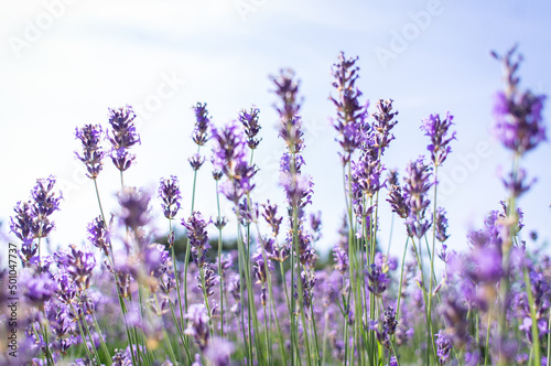 Blooming lavender in the field. Summer and sky. Bright sun and aromas of the meadow. Front view.