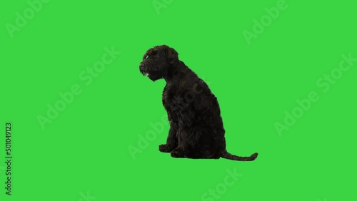 Giant Schnauzer sitting and looking around on a Green Screen, Chroma Key.