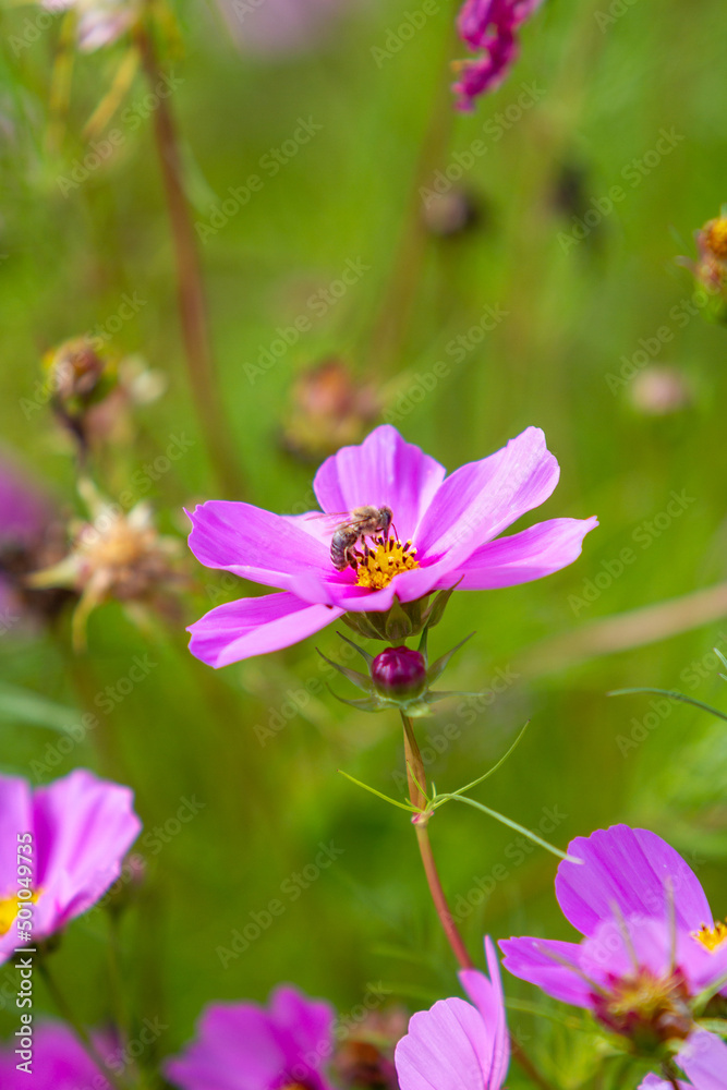 Die Biene auf der suche nach Pollen. Die Biene auf der suche nach Pollen.