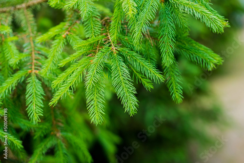 close-up branch with new young sprout of spruce tree shoot in spring, environmental protection and new life concept, horizontal photo, green ,natural background