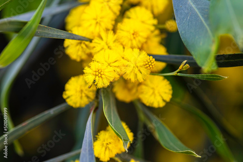 Yellow blossoms of a flowering Cootamundra wattle Acacia baileyana tree closeup on a blurred background photo