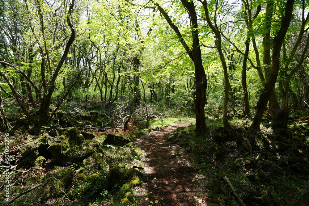 mossy rocks and old trees in spring forest mossy rocks and old trees in spring forest