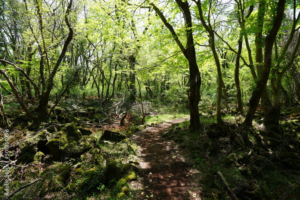 mossy rocks and old trees in spring forest