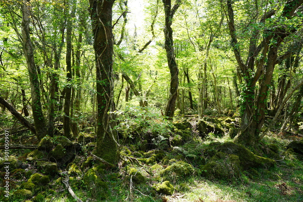 mossy rocks and old trees in spring forest