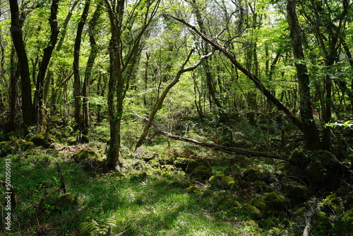 mossy rocks and old trees in spring forest