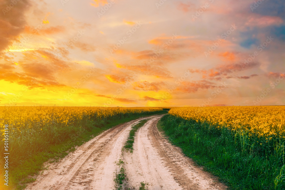 Top Elevated View Of Agricultural Landscape With Flowering Blooming Oilseed Field. Country dusty sandy road through fields. Spring Season. Blossom Canola Yellow Flowers. Sunset Clouds Above Beautiful