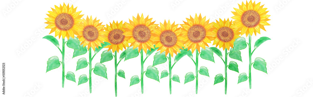 Obraz premium イラスト素材：水彩絵の具で手描きした向日葵の花畑 複数本/切り抜き 