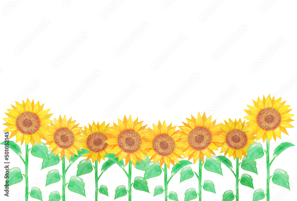イラスト素材：水彩絵の具で手描きした向日葵の花畑と白背景　切り抜き/葉多め/夏/黄色
