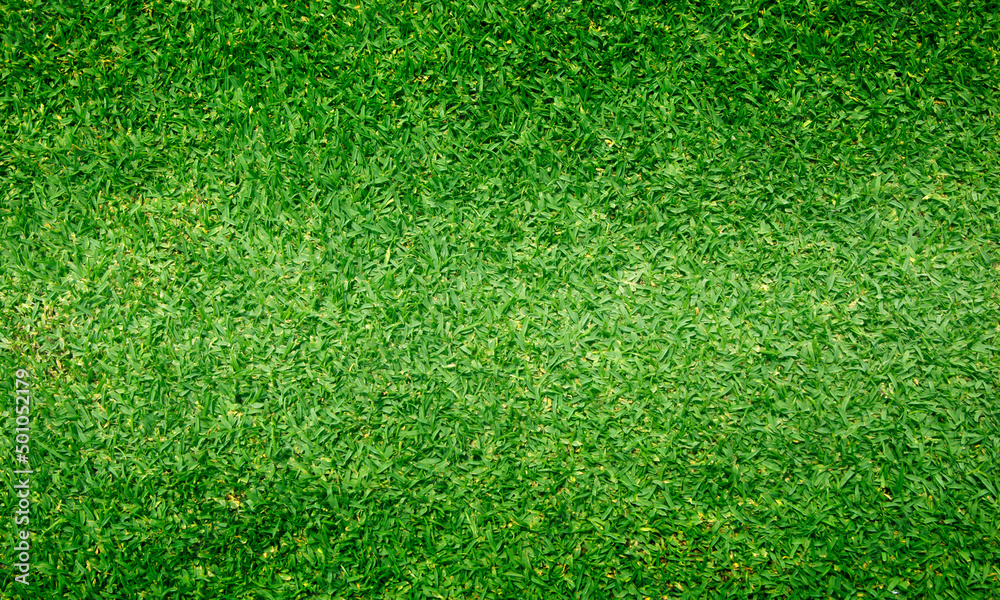 Obraz premium green grass texture